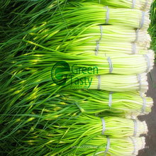 Hochwertiger IQF Frozen Garlic Sprout Cut